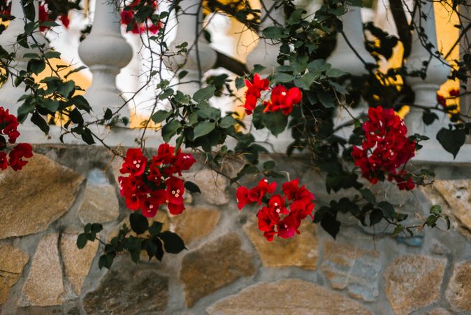 Beautiful flowers near old building