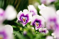Purple flowers on bush