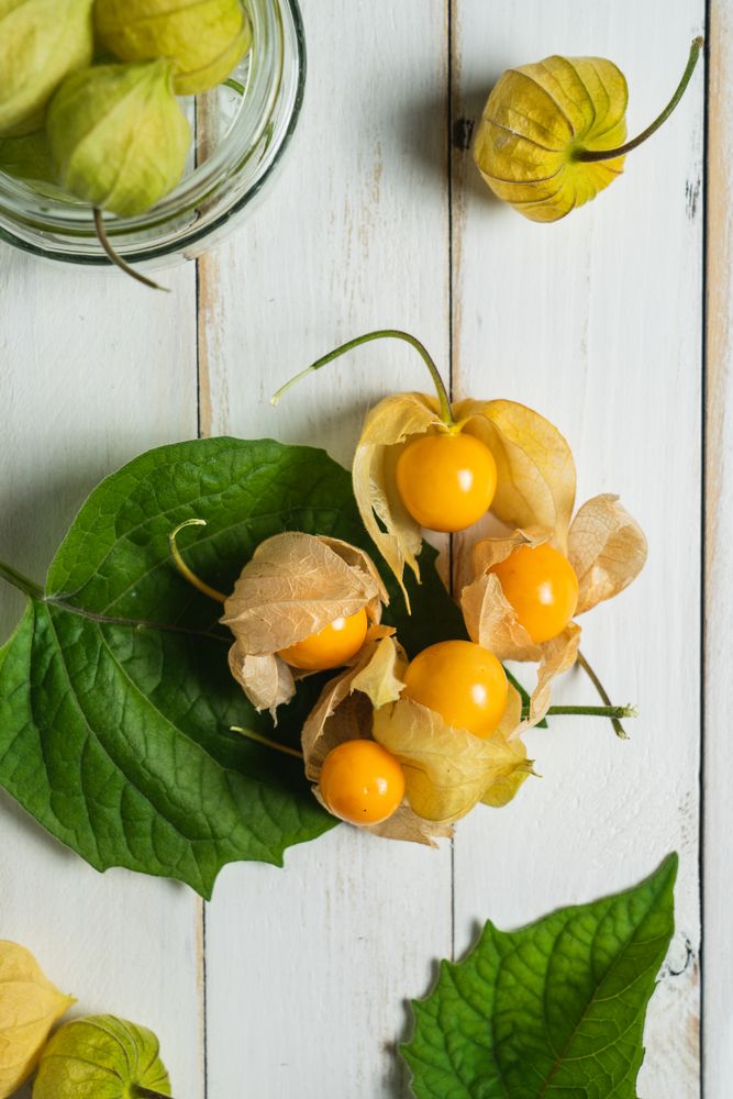 Physalis fruit (Physalis peruviana) also called uchuva, cape gooseberry or gold berries, native of Peru