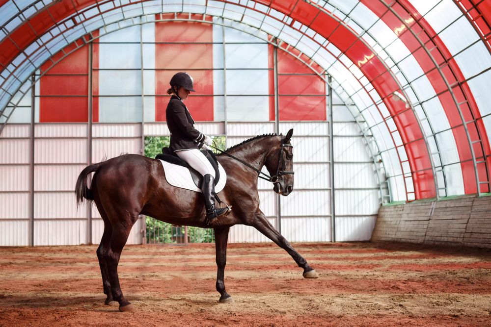 Pedigree horse trotting in arena with horseback rider