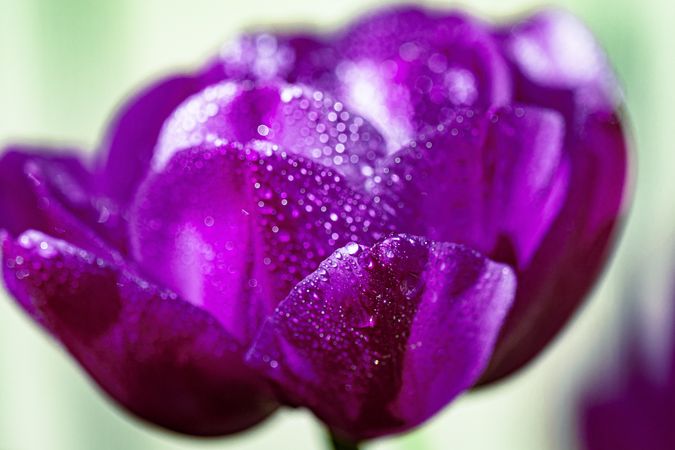 Close up of purple tulip with droplets