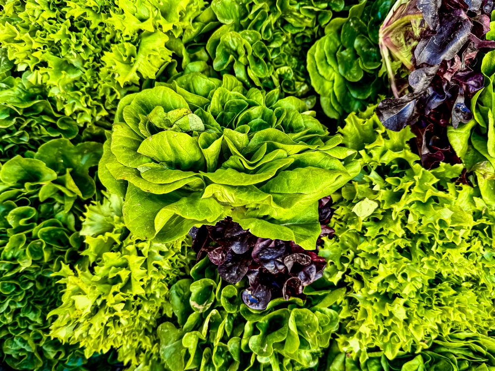 Various lettuce for sale at market