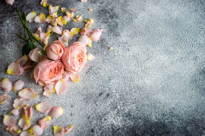 Beautiful floral card concept with fresh pink roses on grey counter
