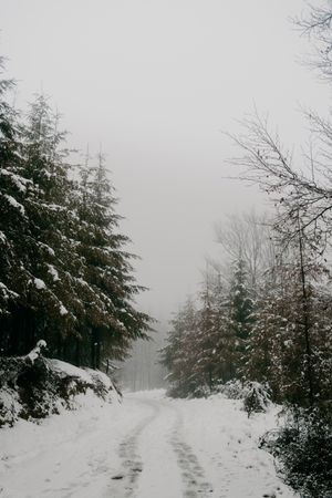 Winter forest with snowy trees