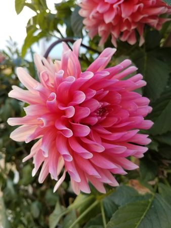 Pink dahlia close up