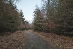 Pathway in spring forest park