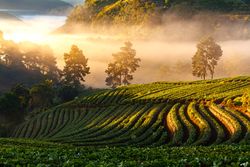 Misty morning sunrise in strawberry garden at Doi Ang khang mountain, chiangmai : thailand