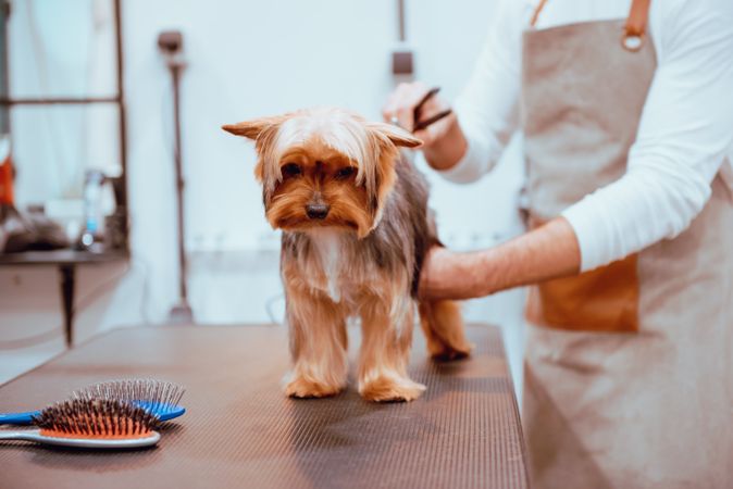 Crop groomer trimming fur of little dog