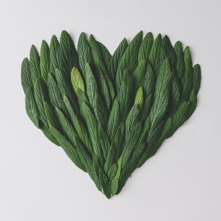 Heart made of green leaves