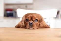 Tired cavalier spaniel resting head at the dining table