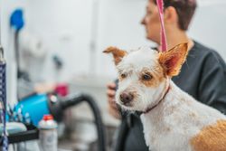 Woman drying dog in grooming salon