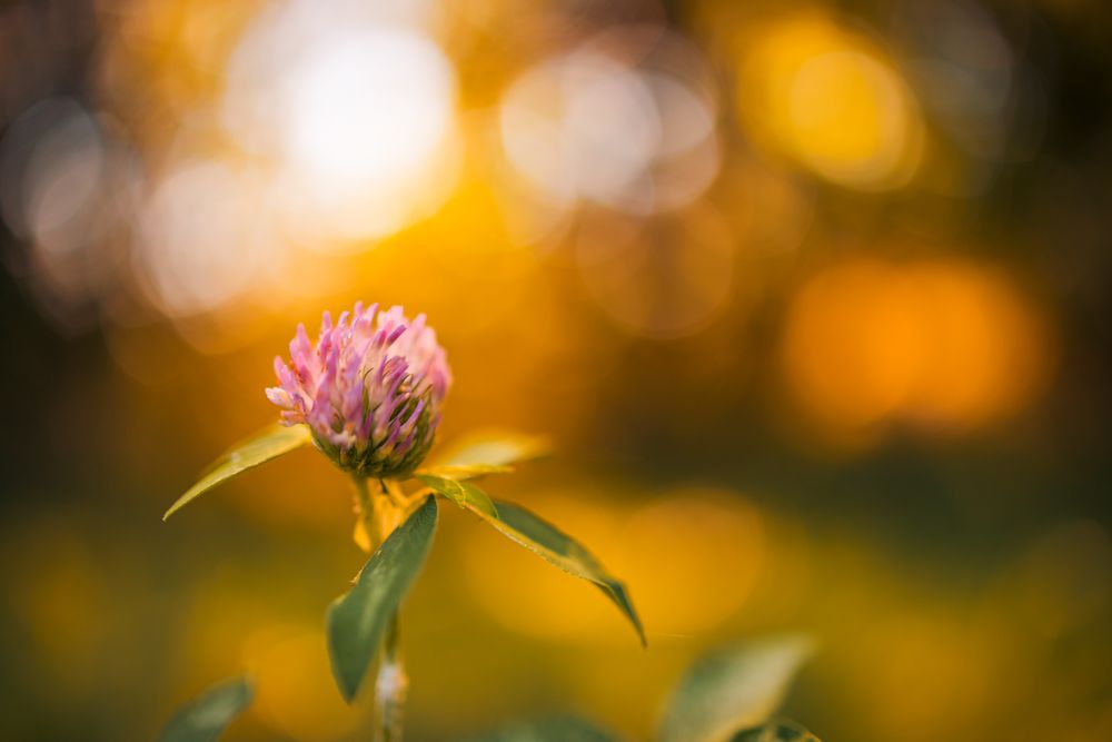 Small purple flower at sunset