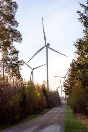 Forest road towards wind turbine park, in the morning at golden hour