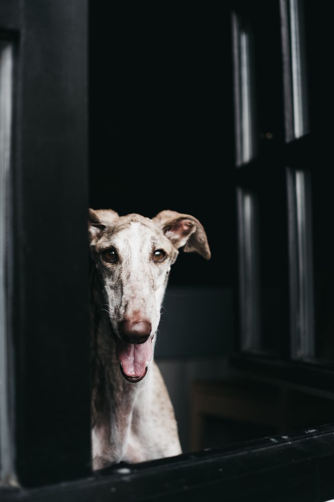 Cute dog looking through window