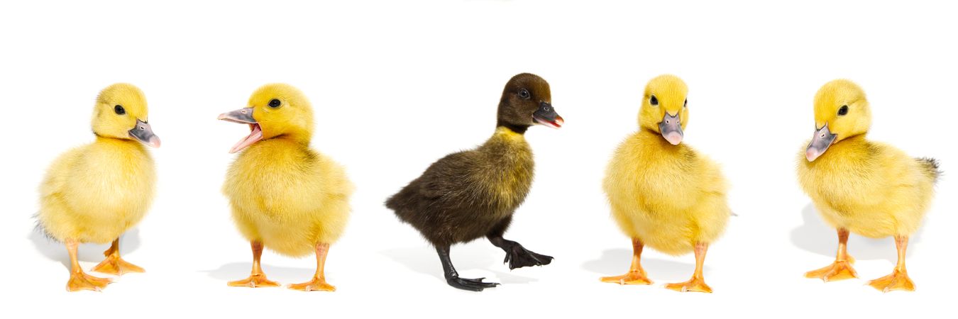 Yellow ducklings and dark duckling in the middle in light space