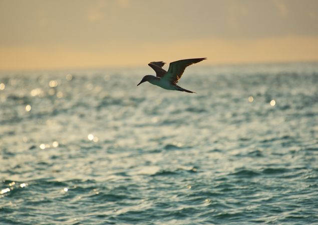 Blue-footed booby hovers over the Pacific Ocean
