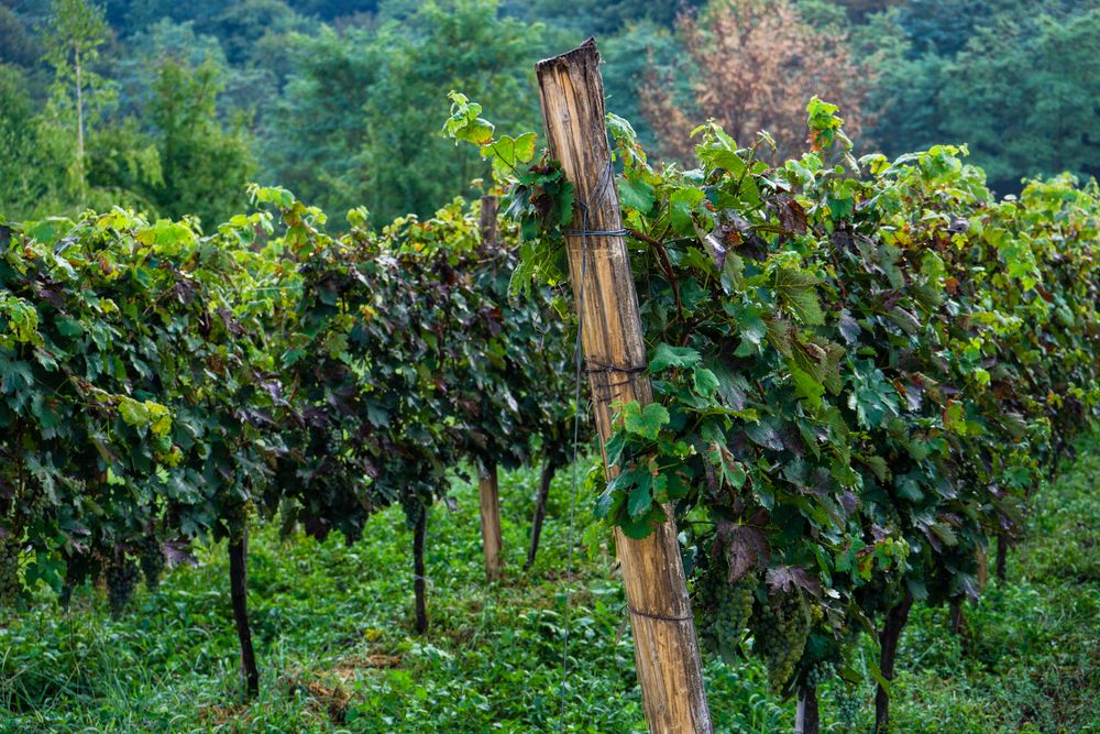 The lush vines in Lopota