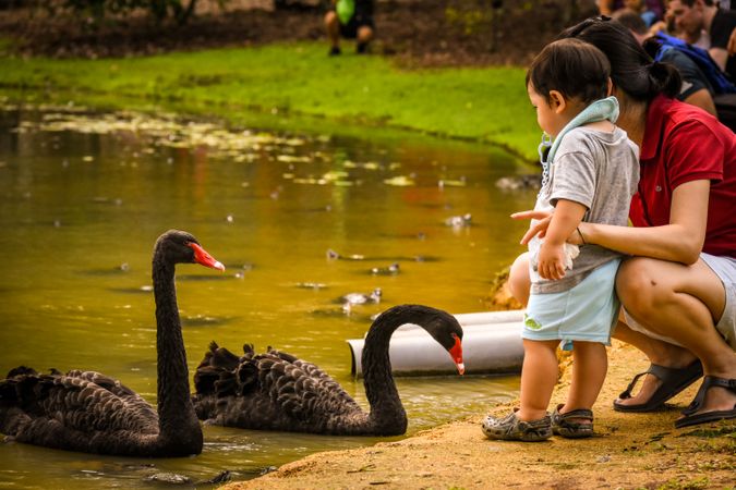 Mother with toddler beside swans by waterside