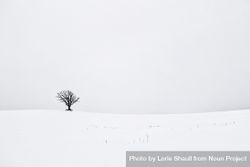 One tree in a snowy field on an overcast day 43lYRb