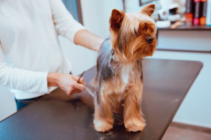Crop groomer trimming fur of little dog