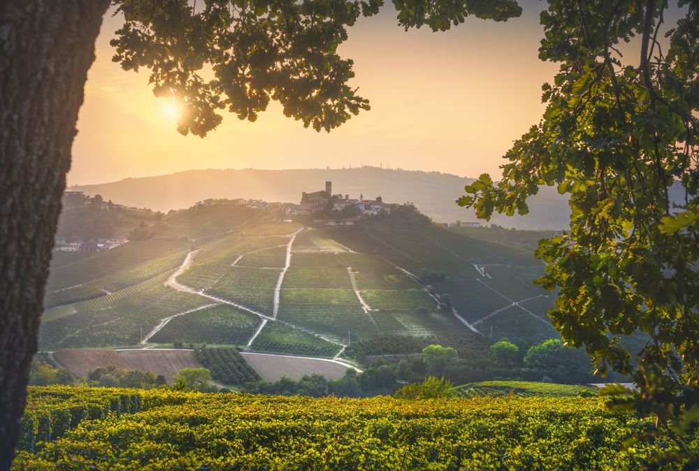 Langhe vineyards, Castiglione Falletto and a tree. Piedmont, Italy Europe.
