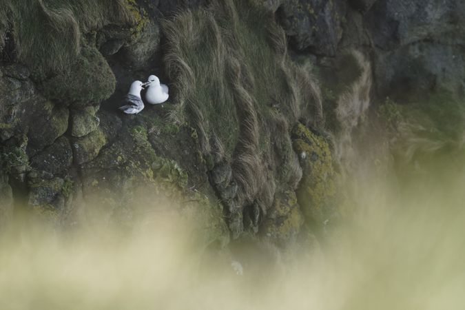 Bird resting in mountain