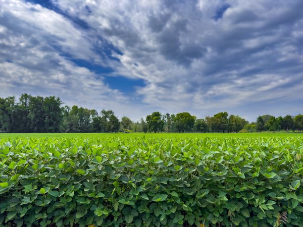Soja bean field