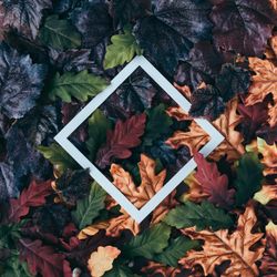 Fall leaves of amber, dark, green, and maroon surrounding paper square outline