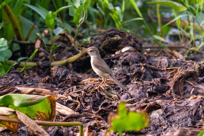 Prinia Bird On Ground