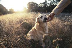 Crop person feeding dog in field