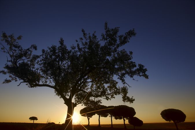 Silhouette of trees in sunset valley