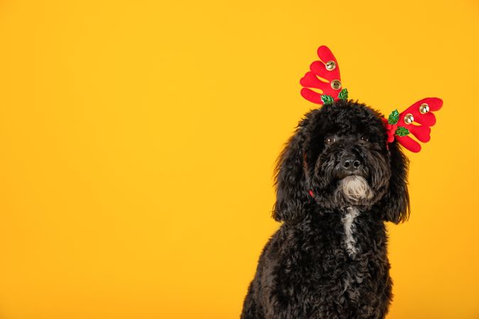 Concept of Merry Christmas, Christmas dog, space for text