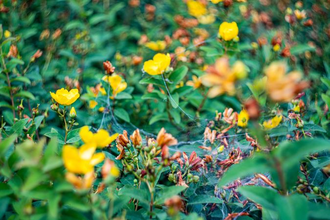 Yellow ranunculus flowers in the garden