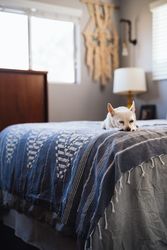 Cute light-colored dog sleeping with his head resting on his paws on large bed