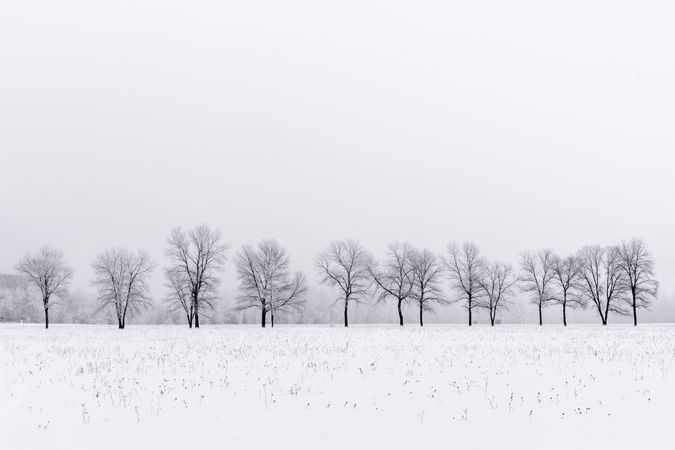 Row of trees in a snowy field