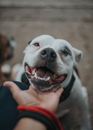 Glad amstaff dog enjoying care in street