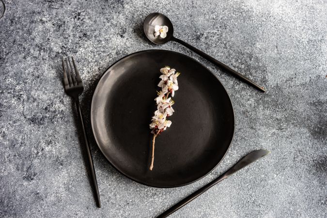 Spring floral concept with apricot blossom branch on dark plate