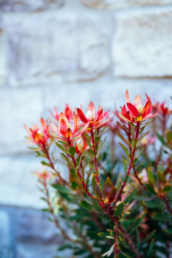 Red safari sunset conebush in front of stone wall