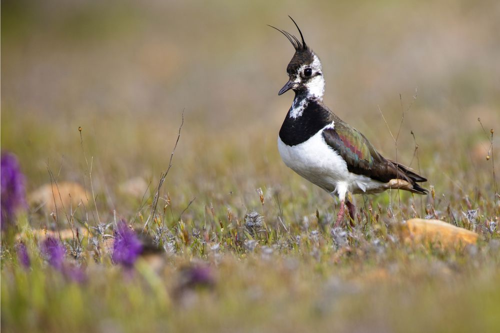 Wild lapwing bird on grass