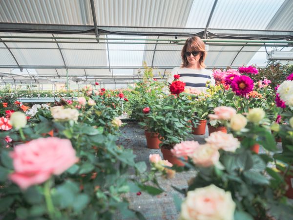 Female choosing plants for garden on flower market