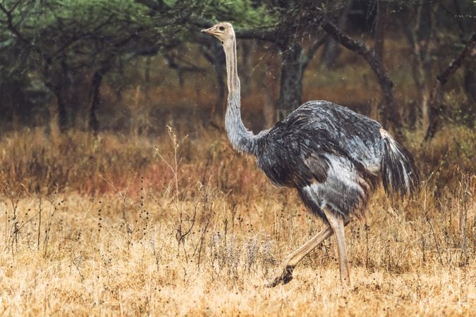 Herd of wild ostriches standing in dry grass of wonderful savanna in national park in Ethiopia