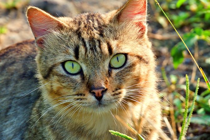 cute face domesic cats
