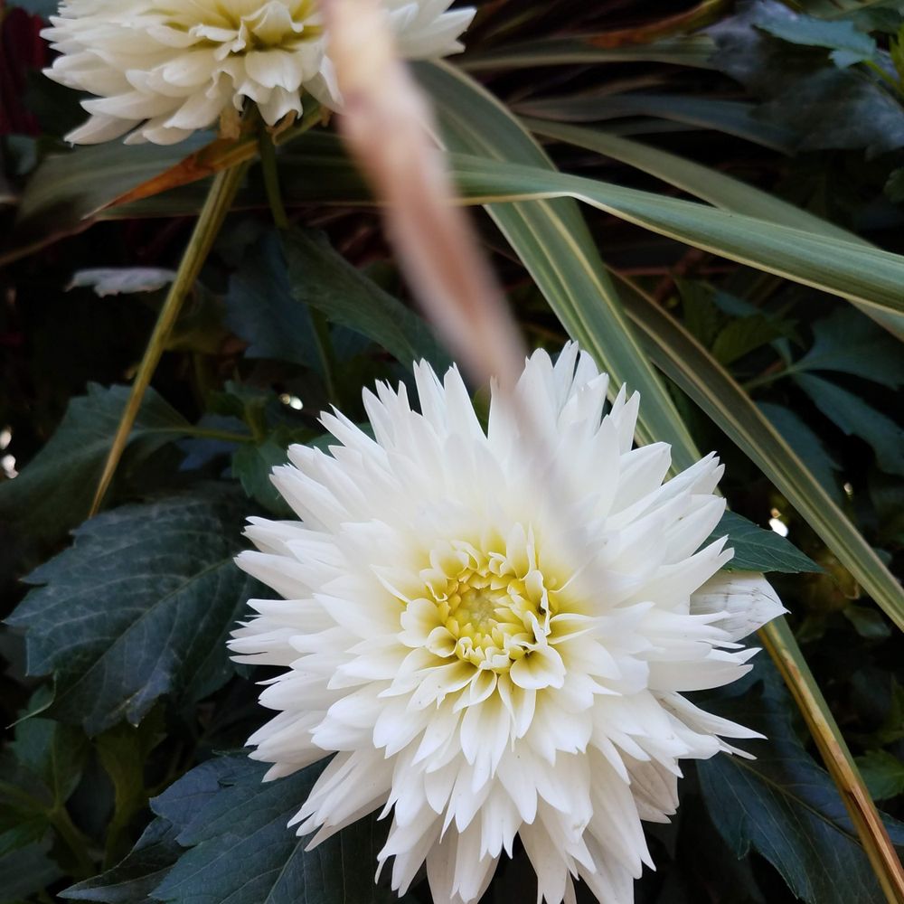 Dahlia flower, square crop