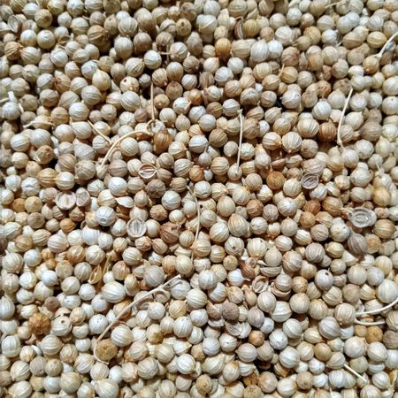 coriander