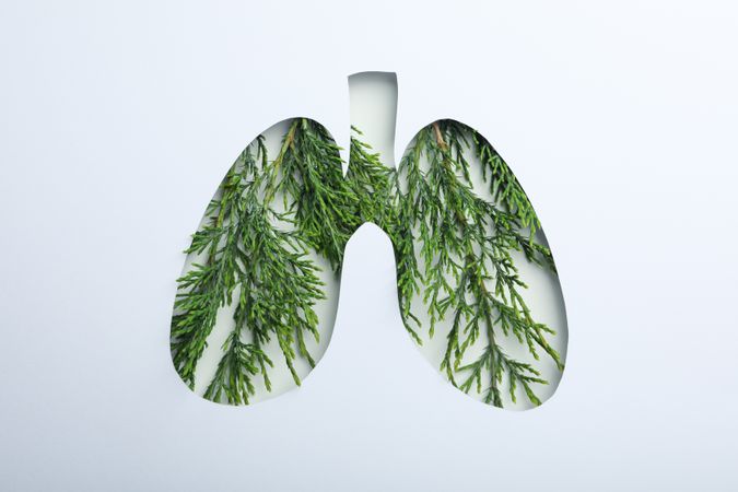 Lung shape cut out of paper with green plant underneath