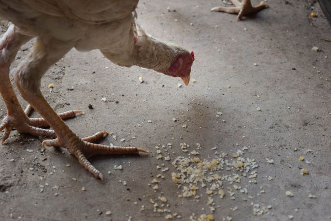 Close up of chicken pecking food from ground