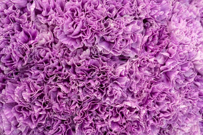 Purple flower petals in close-up