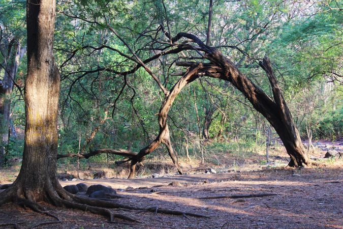 old rotten tree