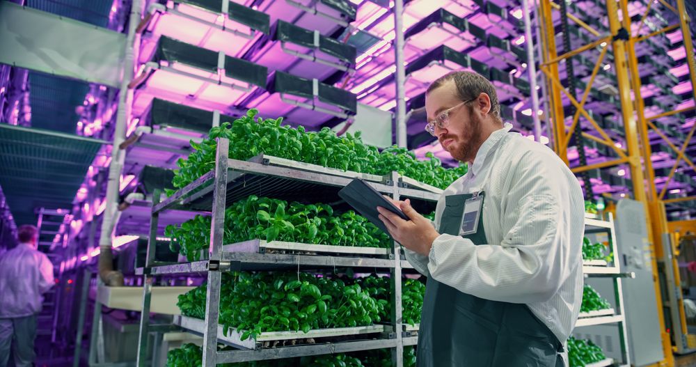 Agricultural Scientist Standing in a Hall in a Vertical Farm Production Space With Neon Light Next to Rack with Freshly Grown Plants.