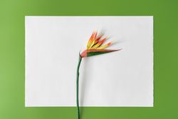Bird of paradise flower on green background with light paper card